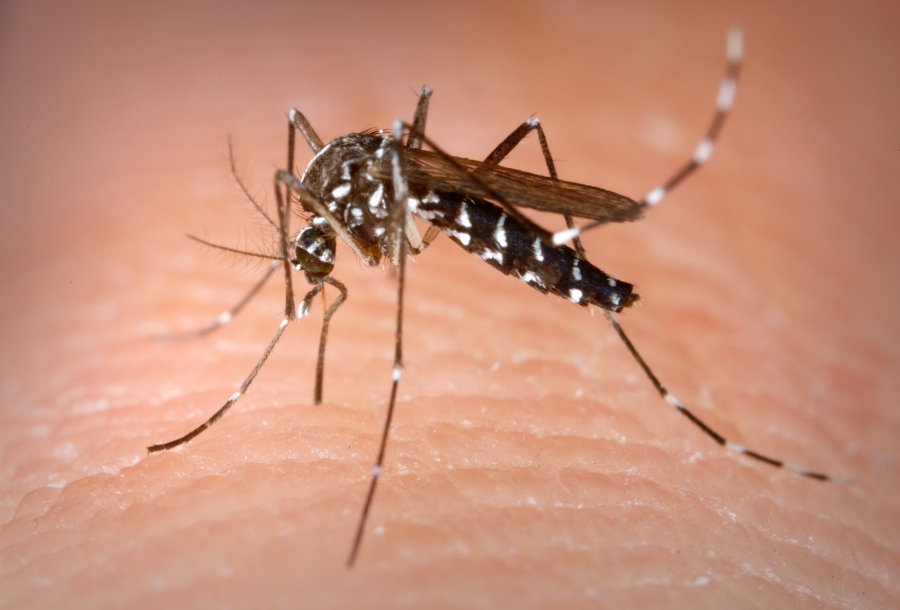 https://en.wikipedia.org/wiki/Aedes_albopictus